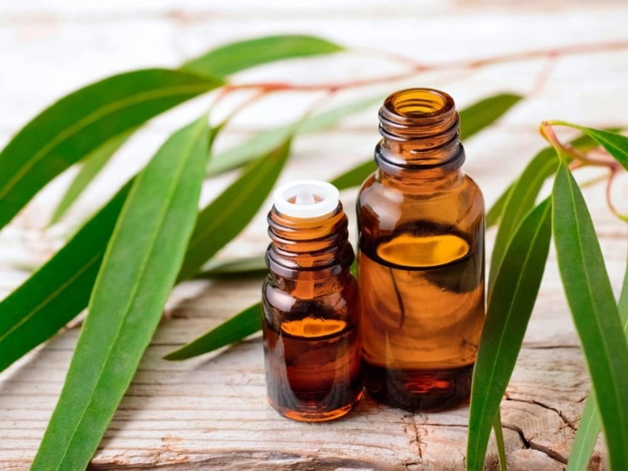 Tinh dầu bạch đàn – Giải pháp tự nhiên cho đường hô hấp khỏe mạnh