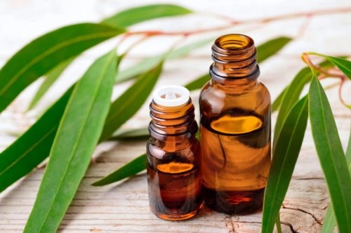 Tinh Dầu Khuynh Diệp – Bí Quyết Hít Thở Dễ Dàng Và Tăng Sức Đề Kháng Tự Nhiên