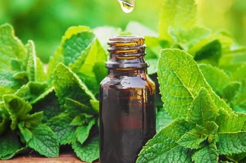 Số Giọt Tinh Dầu Khi Dùng Máy Xông