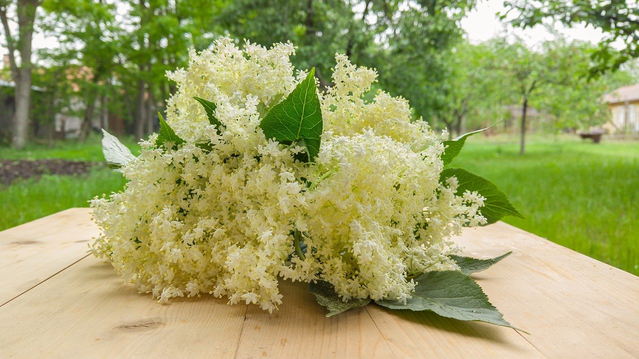 Tinh dầu nguyên chất là gì? Khác gì tinh dầu công nghiệp?