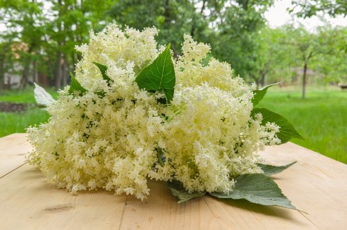 Tinh dầu nguyên chất là gì? Khác gì tinh dầu công nghiệp?