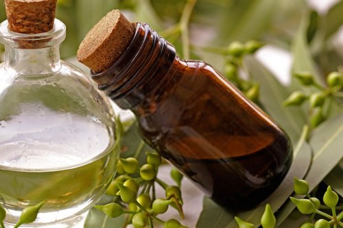 Tinh dầu cho phòng làm việc: tăng tập trung, giảm mệt mỏi